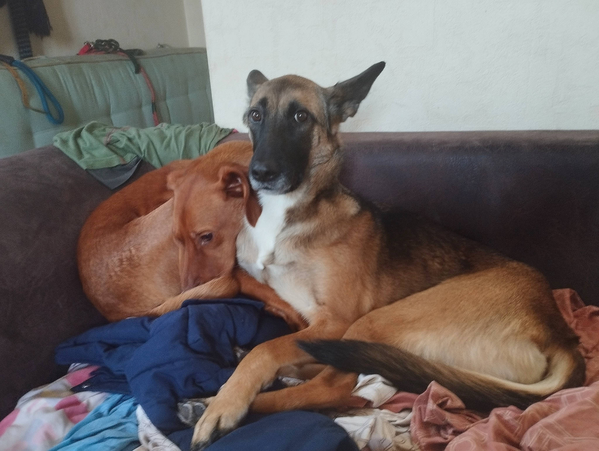 Pixelle participe au concours pour gagner de l'argent avec cette photo : canidae, carnivore, comfort, companion_dog, couch, dog, dog_breed, dog_supply, fawn, linens, non_sporting_group, sighthound, snout, sporting_group, terrestrial_animal, toy_dog, whiskers, working_animal