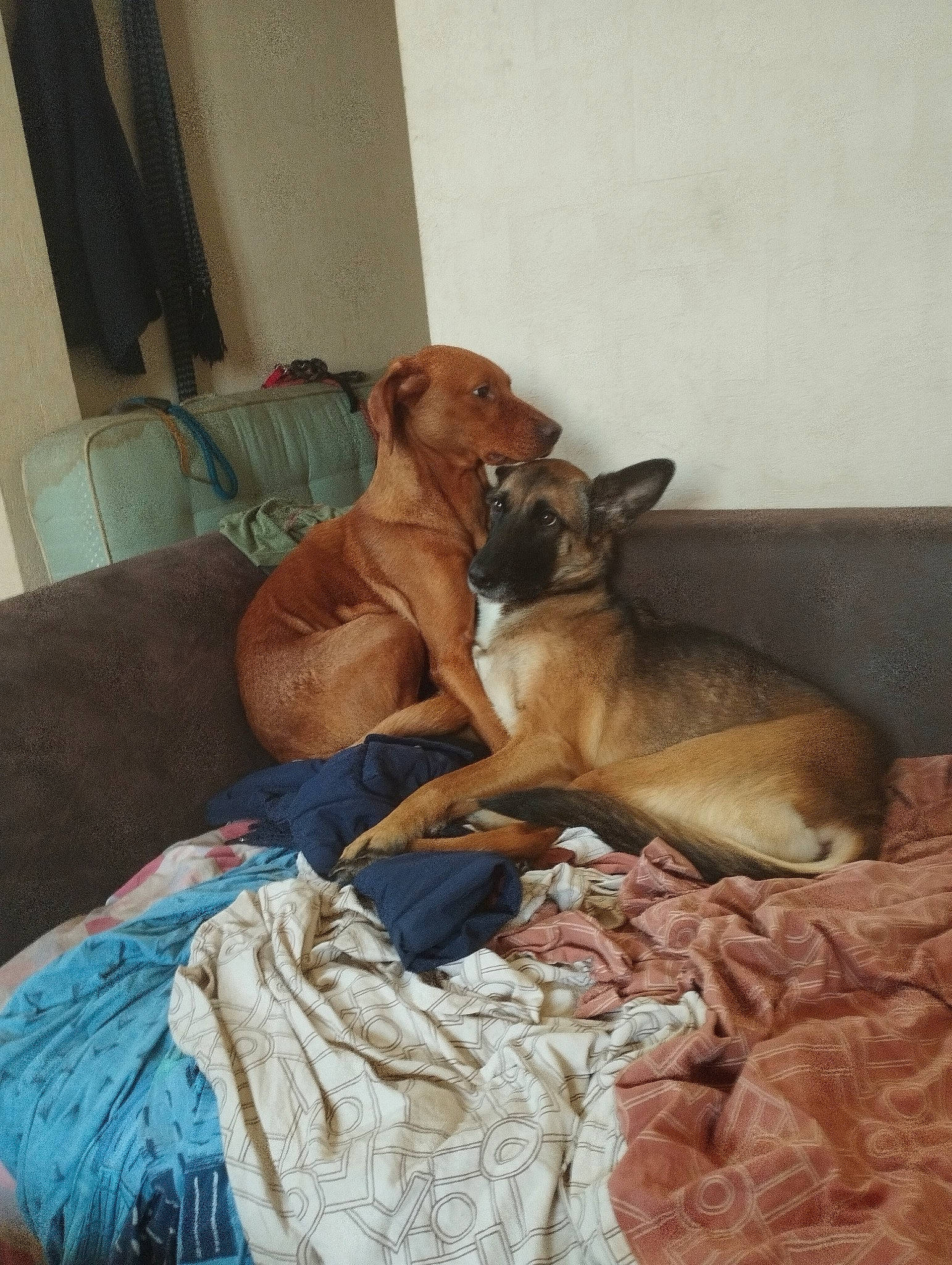 Pixelle a rejoint le concours — aidez-le/la à gagner de superbes lots ! canidae, carnivore, comfort, companion_dog, curtain, dog, dog_breed, fawn, fur, linens, liver, room, snout, sporting_group, tail, terrestrial_animal, toy, toy_dog, whiskers, working_animal