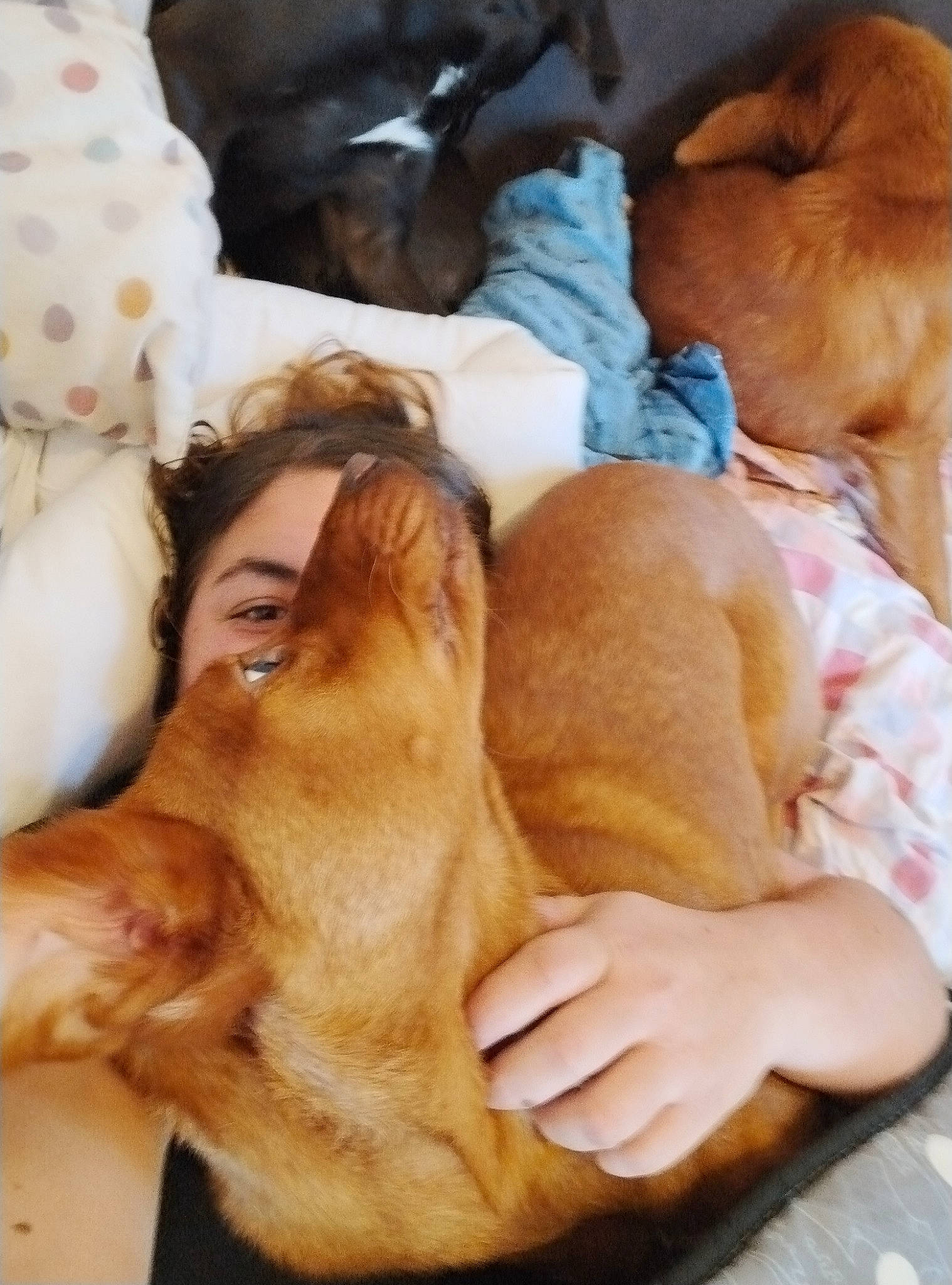 Poupouille participe au concours pour gagner de l'argent avec cette photo : bed, bedtime, canidae, carnivore, comfort, companion_dog, dog, dog_breed, fawn, fur, gesture, linens, liver, nap, paw, sleep, snout, sporting_group, whiskers, working_animal