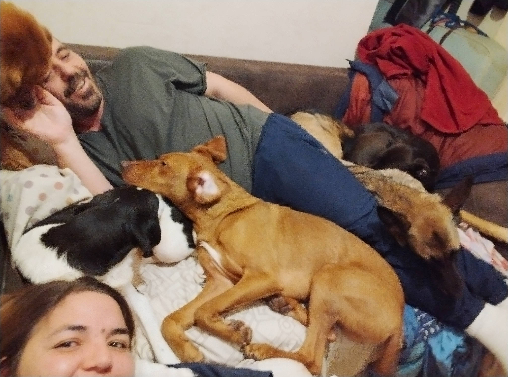 Poupouille participe au concours pour gagner de l'argent avec cette photo : ancient_dog_breeds, canidae, carnivore, comfort, companion_dog, couch, dog, dog_breed, fawn, fur, hound, lap, mammal, smile, sporting_group, vertebrate, working_animal