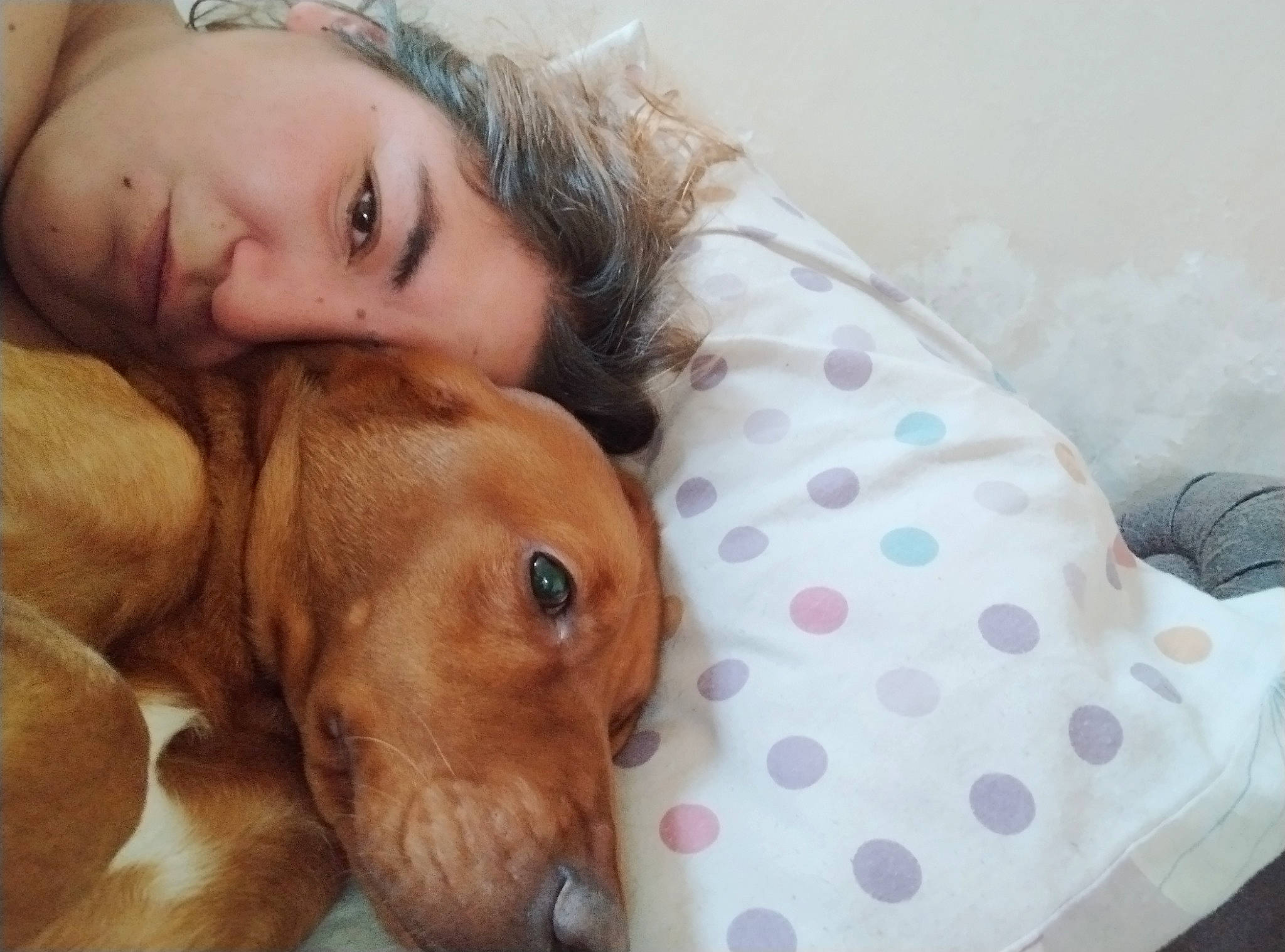 Poupouille a rejoint le concours — aidez-le/la à gagner de superbes lots ! canidae, carnivore, comfort, companion_dog, dog, dog_breed, dog_supply, ear, fawn, fur, happy, hound, liver, nose, puppy_love, sleep, snout, sporting_group, whiskers, working_animal