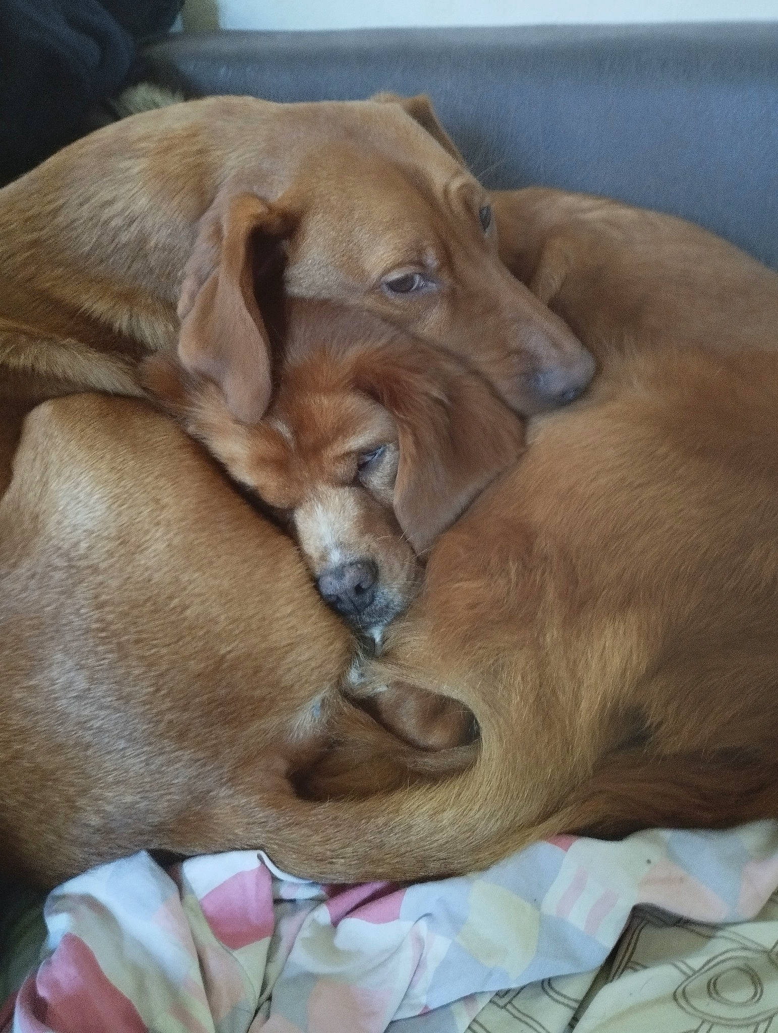 Poupouille a rejoint le concours — aidez-le/la à gagner de superbes lots ! canidae, carnivore, comfort, companion_dog, dog, dog_breed, dog_supply, fawn, hardwood, liver, pet_supply, snout, sporting_group, working_animal