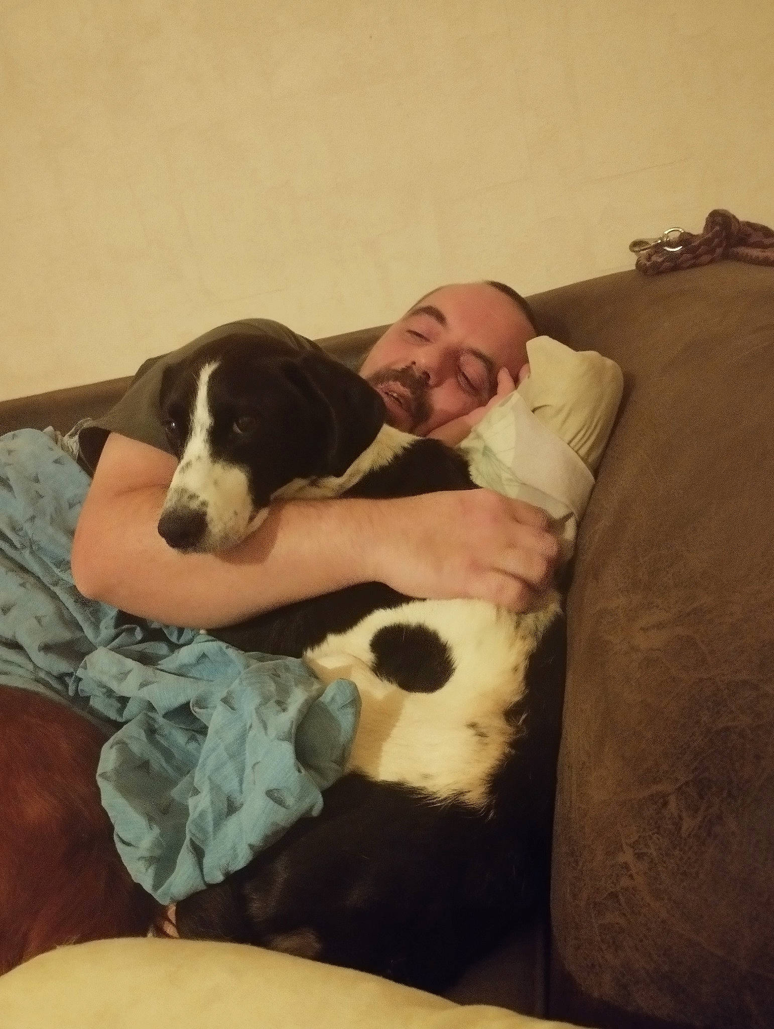 Gypsy participe au concours pour gagner de l'argent avec cette photo : carnivore, comfort, companion_dog, couch, dog, dog_breed, formal_wear, fur, guard_dog, happy, nap, pointer, sitting, smile, sporting_group, working_animal