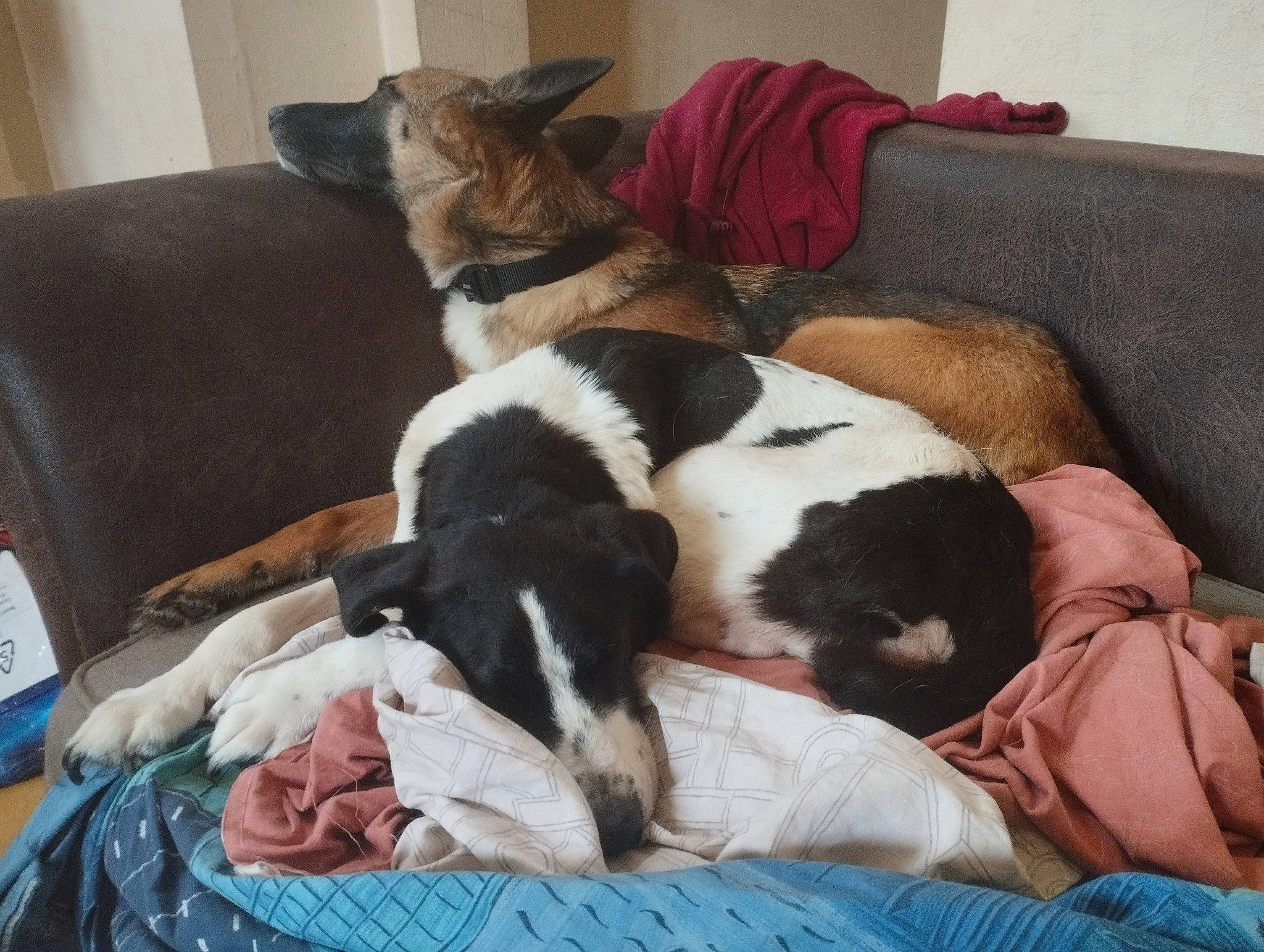 Gypsy a rejoint le concours — aidez-le/la à gagner de superbes lots ! canidae, carnivore, collar, comfort, companion_dog, couch, dog, dog_breed, dog_supply, fur, furniture, linens, living_room, nap, non_sporting_group, pillow, room, slipcover, sporting_group, working_animal