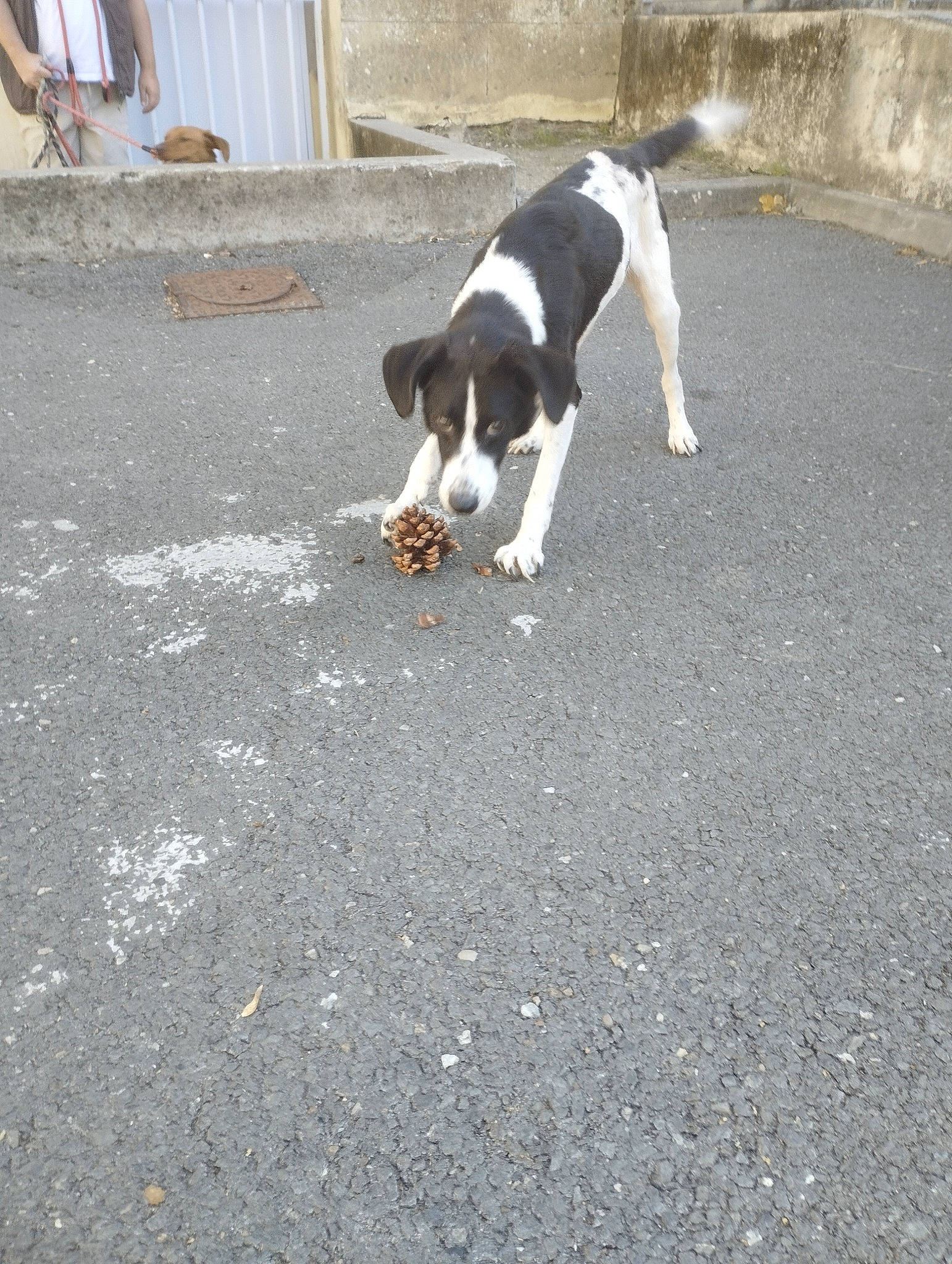 Gypsy participe au concours pour gagner de l'argent avec cette photo : asphalt, beagle, beagle_harrier, canidae, carnivore, companion_dog, dog, dog_breed, hound, road, road_surface, scent_hound, sidewalk, snout, soil, sporting_group, street_dog, tail, tar, working_dog