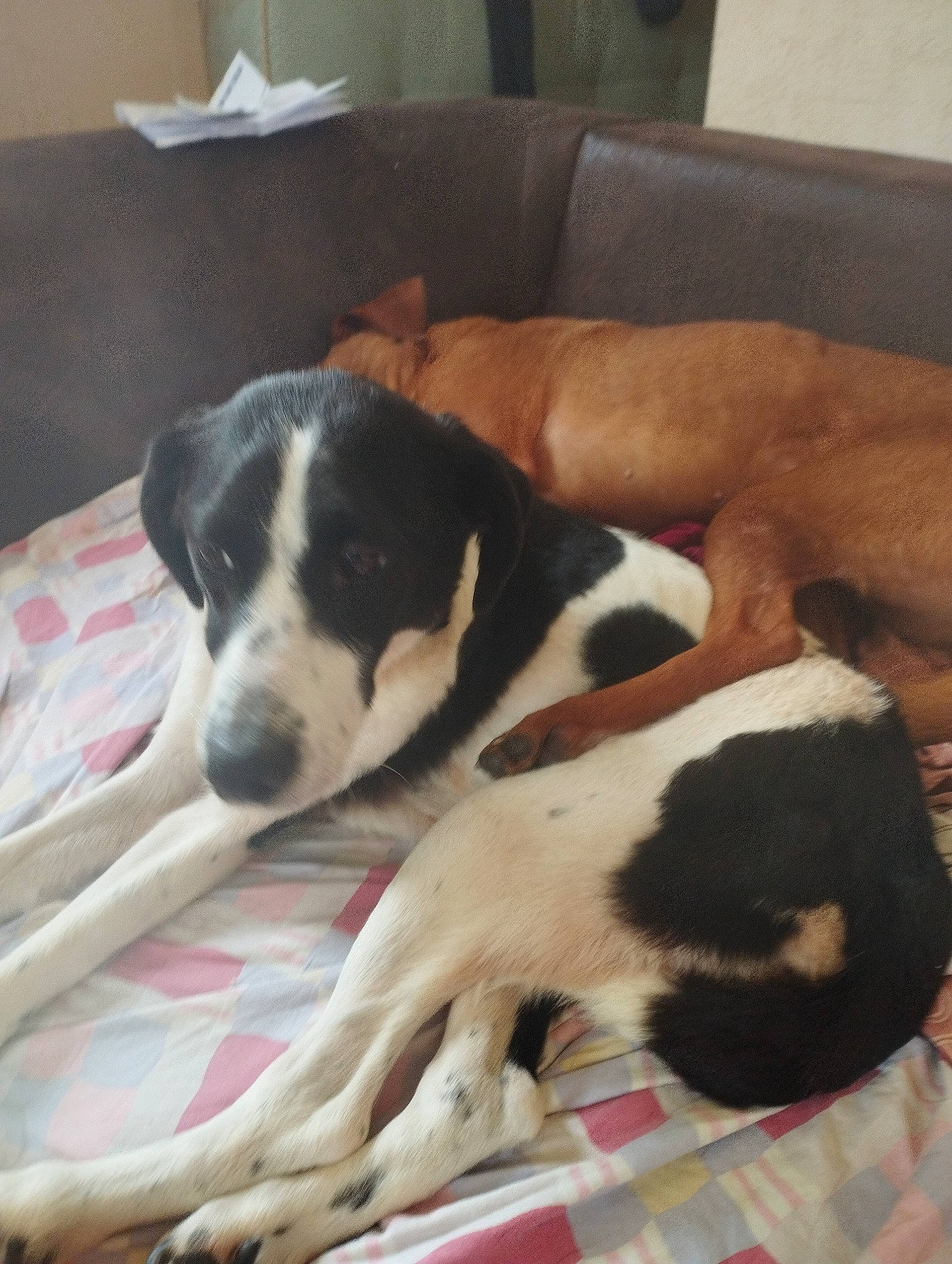 Gypsy a rejoint le concours — aidez-le/la à gagner de superbes lots ! bored, carnivore, comfort, companion_dog, couch, dog, dog_breed, flooring, linens, nap, non_sporting_group, room, sporting_group, terrestrial_animal, working_animal