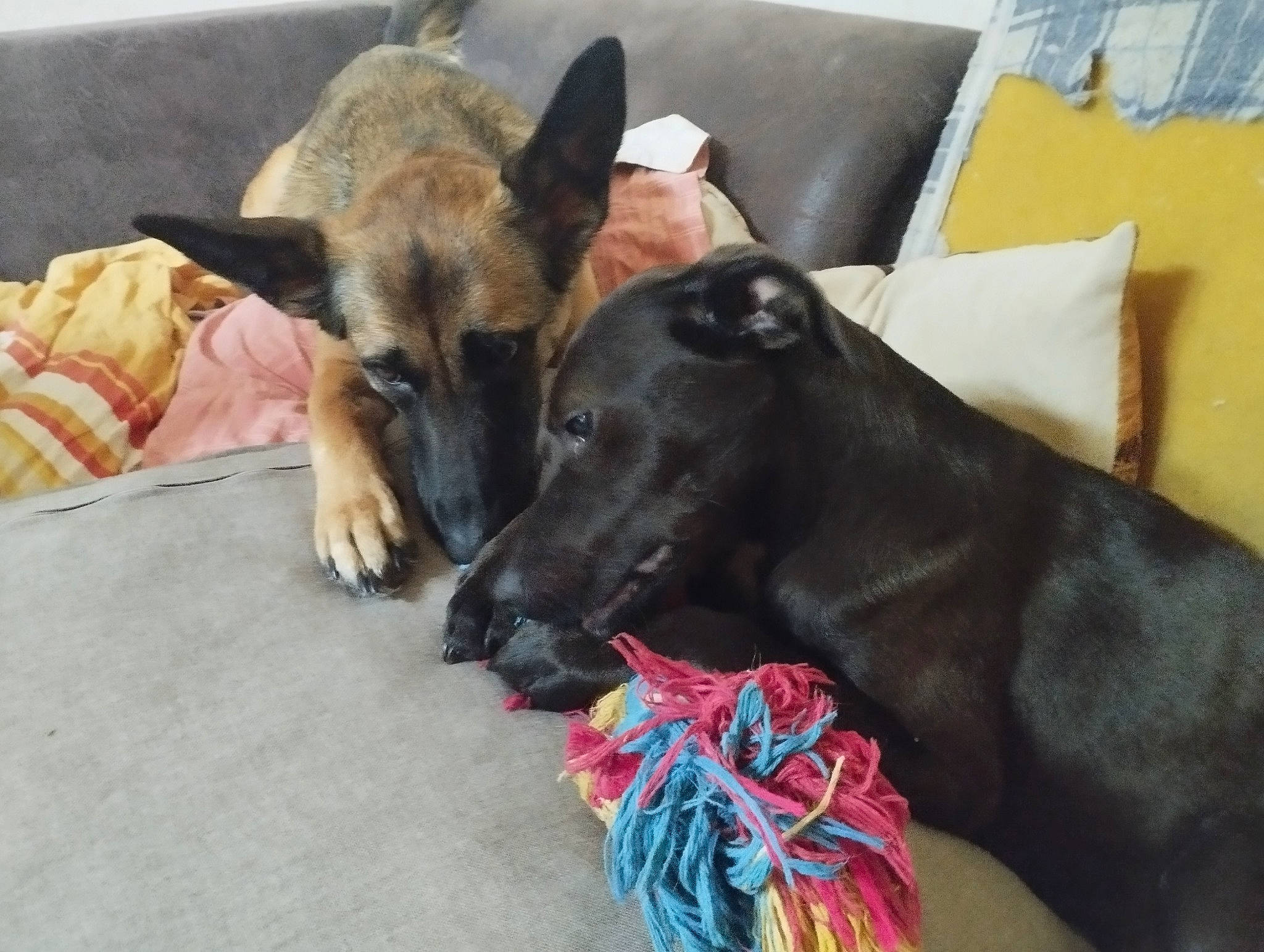 Maya a rejoint le concours — aidez-le/la à gagner de superbes lots ! box, canidae, carnivore, collar, comfort, companion_dog, dog, dog_breed, dog_supply, east_european_shepherd, fawn, fur, german_shepherd_dog, guard_dog, herding_dog, king_shepherd, snout, sporting_group, working_animal, working_dog