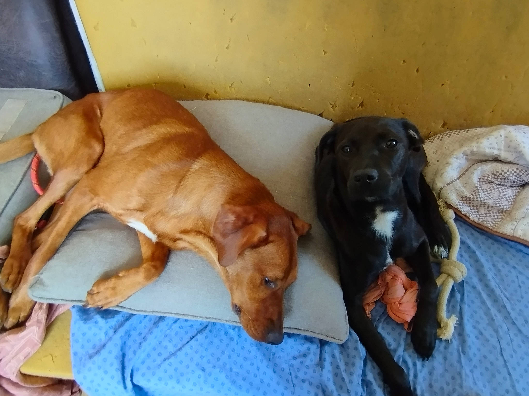 Maya participe au concours pour gagner de l'argent avec cette photo : canidae, carnivore, comfort, companion_dog, dog, dog_breed, dog_supply, fawn, guard_dog, hardwood, hound, hunting_dog, liver, pet_supply, snout, sporting_group, tail, wood, working_animal