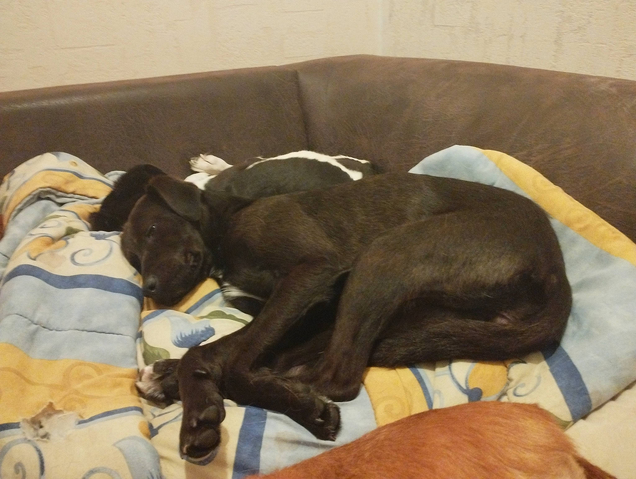 Maya participe au concours pour gagner de l'argent avec cette photo : brown, canidae, carnivore, comfort, companion_dog, dog, dog_breed, dog_supply, fawn, guard_dog, hardwood, linens, liver, nap, non_sporting_group, pet_supply, sporting_group, tail, terrestrial_animal, working_animal