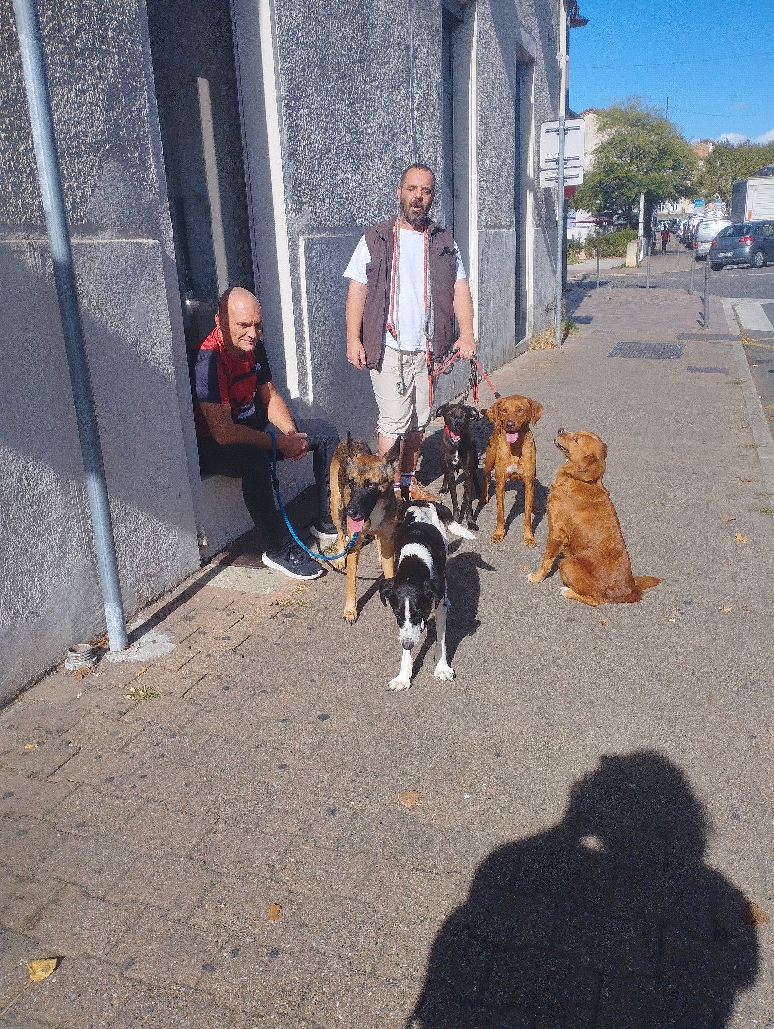 Maya a rejoint le concours — aidez-le/la à gagner de superbes lots ! asphalt, building, canidae, carnivore, city, collar, companion_dog, concrete, dog, dog_breed, leash, leisure, pedestrian, pet_supply, road, road_surface, sidewalk, sitting, sky, sporting_group