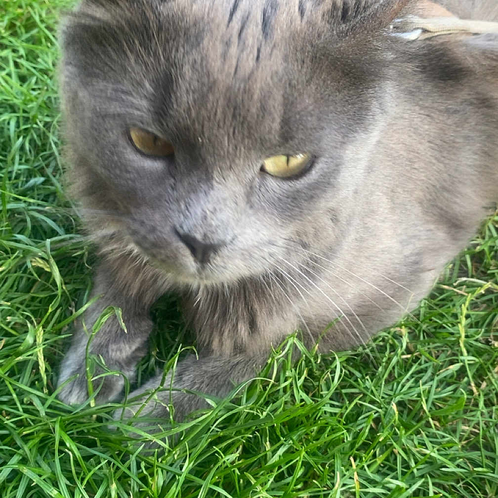Bella