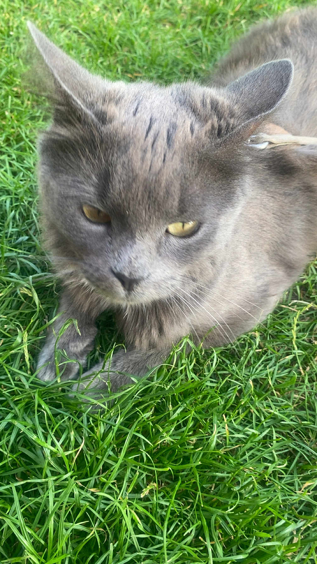 Bella