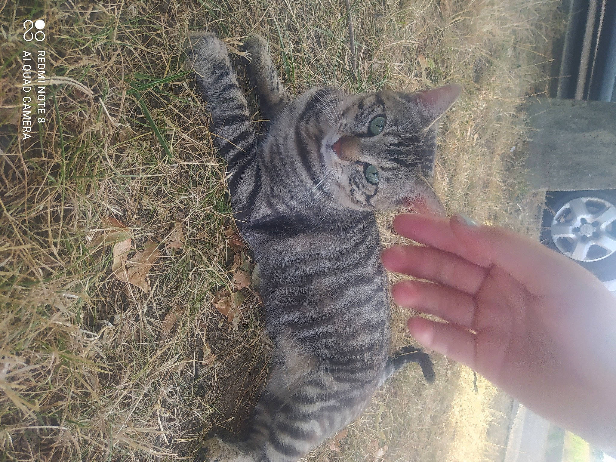 Sasha participe au concours pour gagner de l'argent avec cette photo : carnivore, cat, claw, domestic_short_haired_cat, eye, felidae, fur, gesture, grass, grey, paw, small_to_medium_sized_cats, snout, soil, tail, terrestrial_animal, tree, whiskers