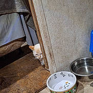 Hazel is registered to the contest to win money with this photo: cat, peeking, corner, floor, food_bowl, water_bowl, dog_theme, indoor, curious, feline, partially_hidden, home, quiet, animal, pets, wood_floor, tile_floor, wall, door_frame, quiet_moment