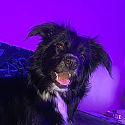 Temari a rejoint le concours — aidez-le/la à gagner de superbes lots ! dog, black_dog, white_fur, happy, panting, ears, fur, pet, indoor, purple_light, background, relaxed, animal, canine, laying_down, portrait, cute, friendly, smiling, companion