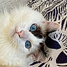 Micky participe au concours pour gagner de l'argent avec cette photo : cat, blue_eyes, fluffy, white_fur, close_up, whiskers, pet, animal, cute, lying_down, patterned_background, soft_texture, indoor, domestic_cat, face, ears, pink_nose, feline, relaxed, portrait