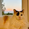 cat, fluffy, white, black_markings, window, sunset, sky, outdoor_view, tree, domestic_animal, pet, feline, relaxed, indoor, portrait, animal_face, whiskers, soft_light, resting, closeup