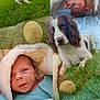 animal, awake, baby, blanket, blue_clothing, child, cute, dog, fur, grass, grass_field, greenery, infant, nature, outdoor, pet, portrait, resting, sleeping, tennis_ball