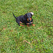 Rocky is registered to the contest to win money with this photo: puppy, dog, dachshund, grass, greenery, outdoor, pet, animal, small_dog, cute, young, fur, nature, sitting, looking_up, playful, adorable, canine, black_and_tan, grass_field