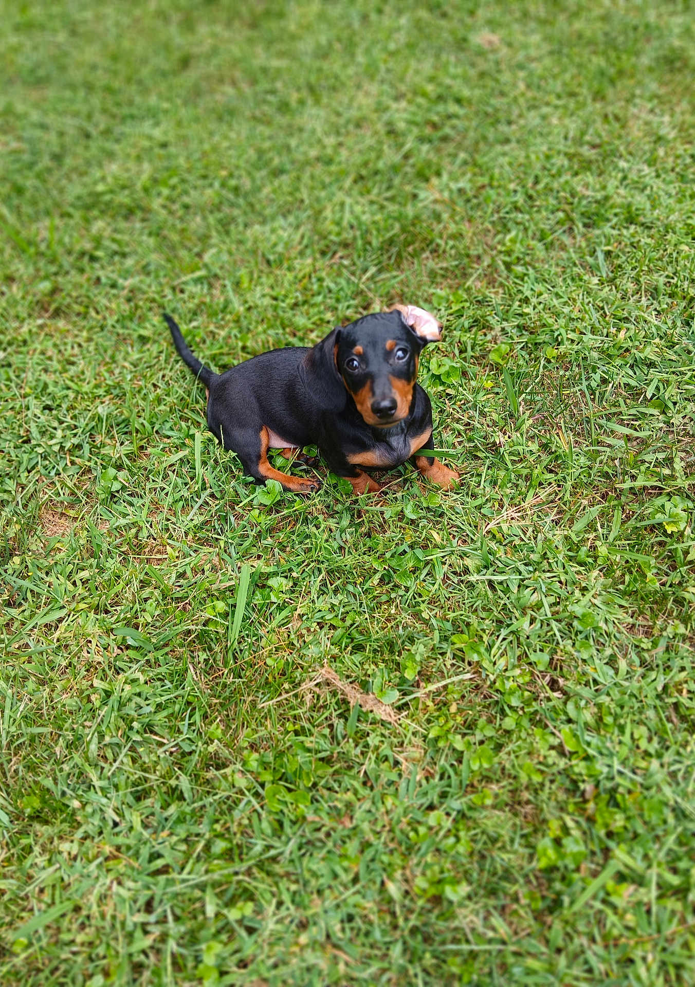 Rocky