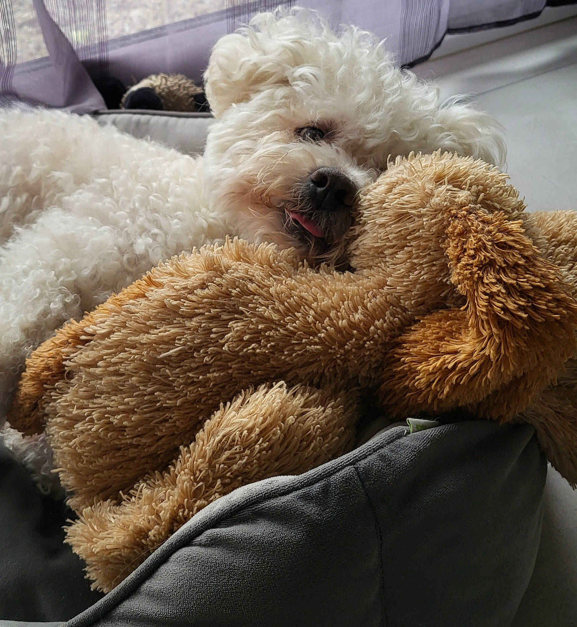 Isko a rejoint le concours — aidez-le/la à gagner de superbes lots ! carnivore, companion_dog, dog, dog_breed, dog_collar, eyewear, fur, glasses, goggles, labradoodle, poodle, small_terrier, snout, sporting_group, sunglasses, terrier, toy, toy_dog, water_dog, working_animal