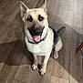 dog, german_shepherd, pet, indoor, floor, wooden_floor, sitting, looking_up, happy, tongue_out, ears_up, collar, animal, canine, companion, domestic, mammal, friendly, cute, house