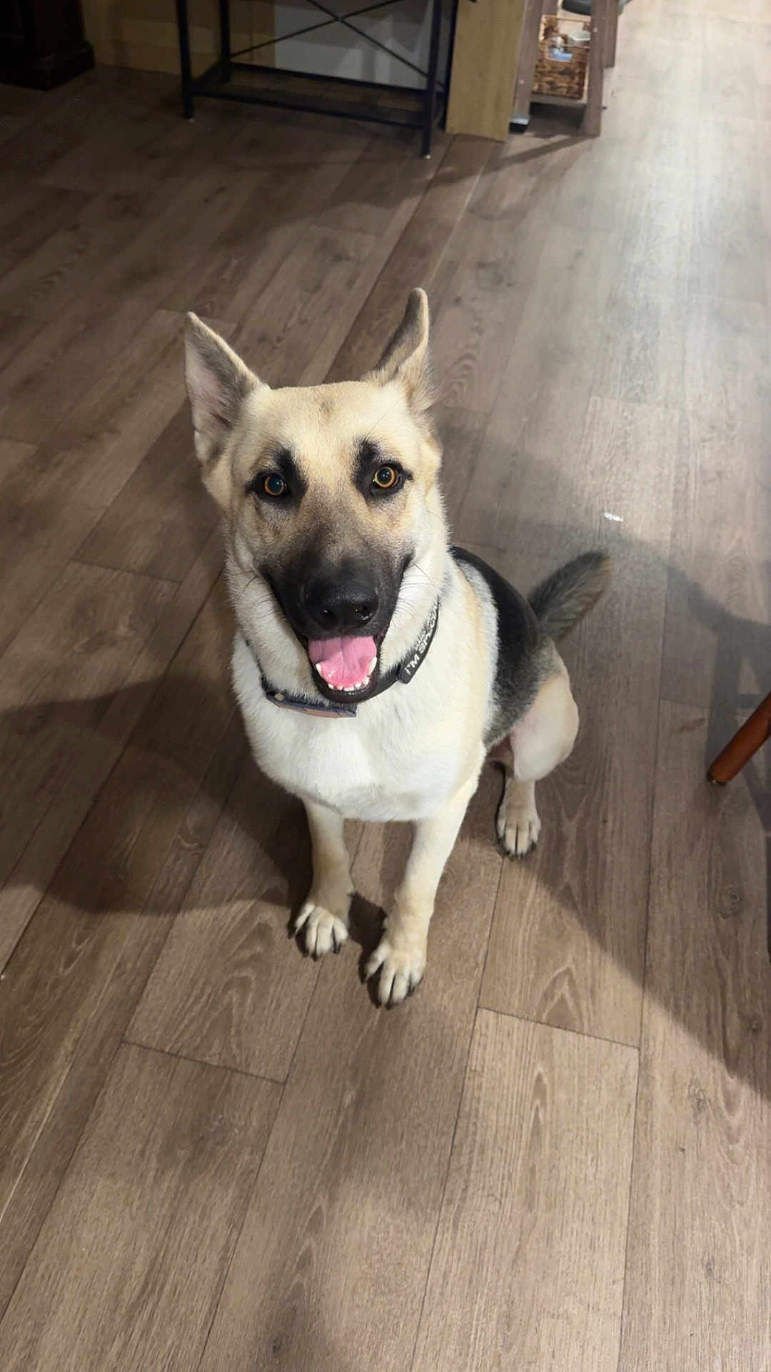 Loki