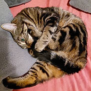Malo participe au concours pour gagner de l'argent avec cette photo : animal, bed, blanket, cat, cozy, curled_up, cushion, cute, domestic_animal, feline, indoor, paw, pet, playful, resting, sleeping, soft, striped, tabby, tail