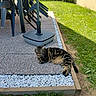Malo participe au concours pour gagner de l'argent avec cette photo : animal, cat, chairs, daylight, domestic_cat, furniture, garden, grass, greenery, nature, outdoor, patio, pebble, relaxed, resting, sleepy, stone, sunlight, tabby_cat, umbrella_base
