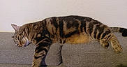 Malo a rejoint le concours — aidez-le/la à gagner de superbes lots ! animal, cat, couch, cozy, domestic_cat, ears, feline, gray_couch, household, indoor, mammal, paw, pet, relaxing, resting, sleepy, striped_fur, tabby, tail, whiskers