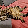 Malo participe au concours pour gagner de l'argent avec cette photo : animal, belly_up, blanket, cat, cozy, cushion, cute, domestic_cat, feline, fur, green_eyes, indoor, lying_down, paws, pet, playful, relaxed, resting, striped, tabby