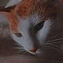 Viking participe au concours pour gagner de l'argent avec cette photo : cat, close_up, orange_and_white, whiskers, feline, pet, soft_lighting, cozy, fur, animal, cute, domestic_cat, portrait, resting, indoor, face, sleepy, curious, muzzle, ears
