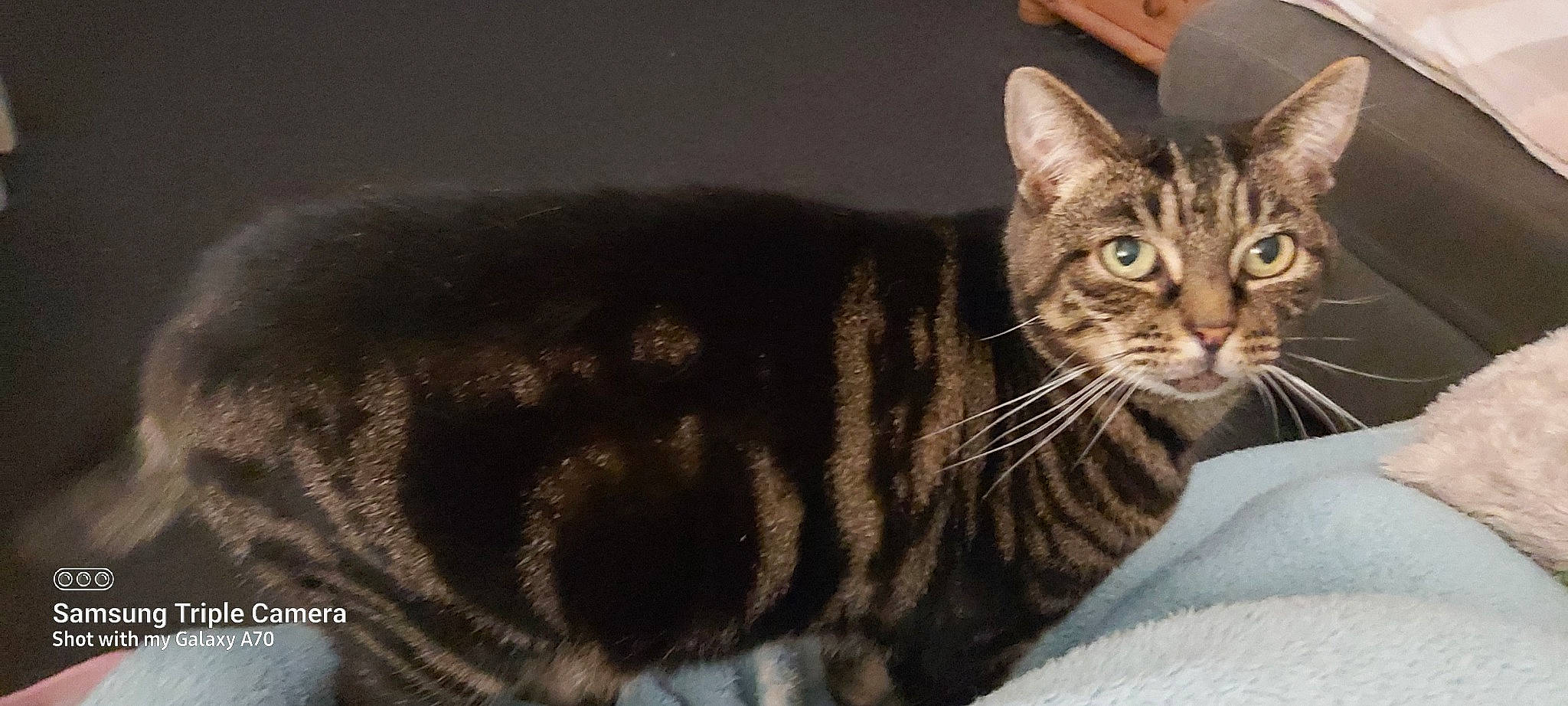 Luna joined the competition — help win amazing prizes! carnivore, cat, cat_supply, claw, domestic_short_haired_cat, felidae, fur, paw, small_to_medium_sized_cats, terrestrial_animal, whiskers