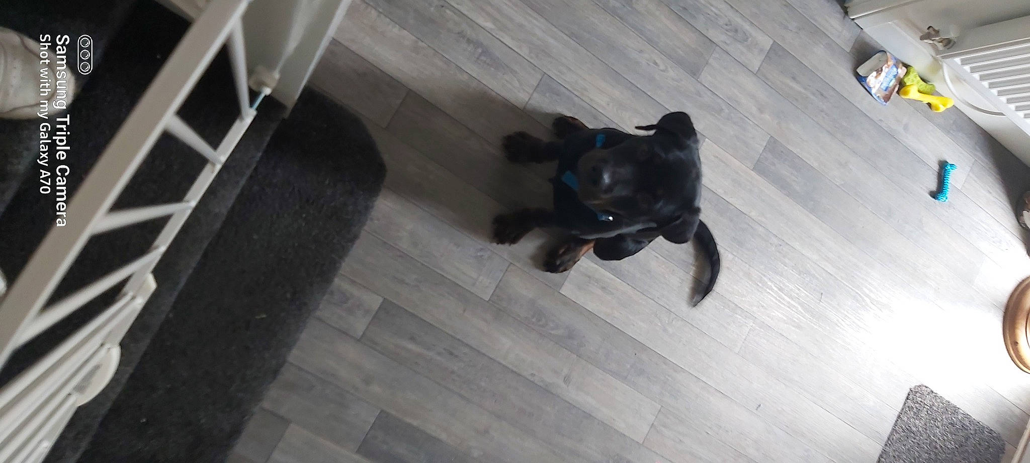 Diesel is registered to the contest to win money with this photo: black_cat, canidae, carnivore, companion_dog, dog, dog_breed, electric_blue, felidae, flooring, fur, guard_dog, hardwood, shadow, small_to_medium_sized_cats, snout, sporting_group, tail, terrestrial_animal, tints_and_shades, wood