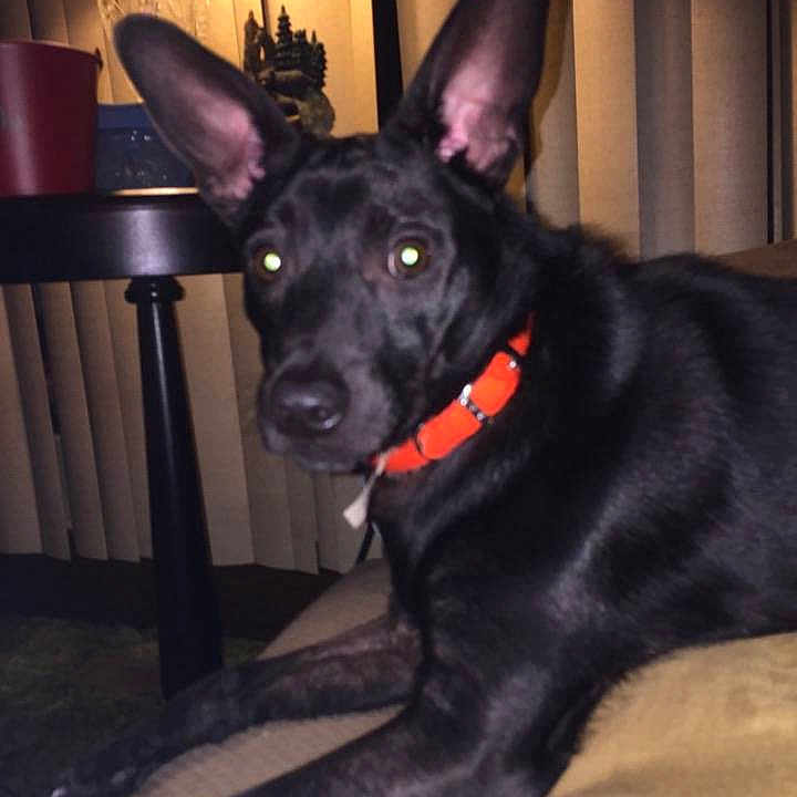 Oscar