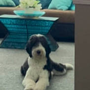 Bella is registered to the contest to win money with this photo: dog, carpet, living_room, cushion, sofa, table, flower, indoor, pet, furniture, relaxed, black_and_white, home_decor, modern, cozy, animal, laying_down, carpeted_floor, pillows, house