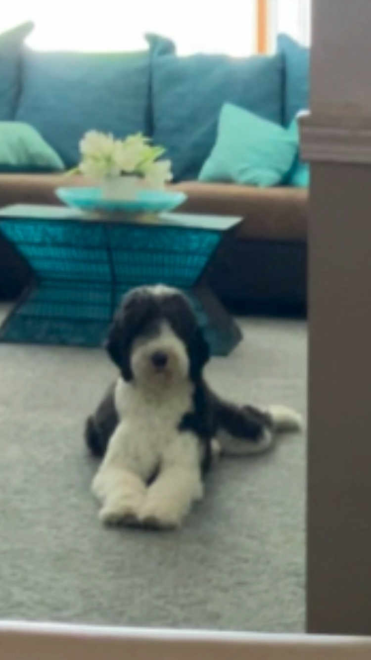 Bella is registered to the contest to win money with this photo: dog, carpet, living_room, cushion, sofa, table, flower, indoor, pet, furniture, relaxed, black_and_white, home_decor, modern, cozy, animal, laying_down, carpeted_floor, pillows, house