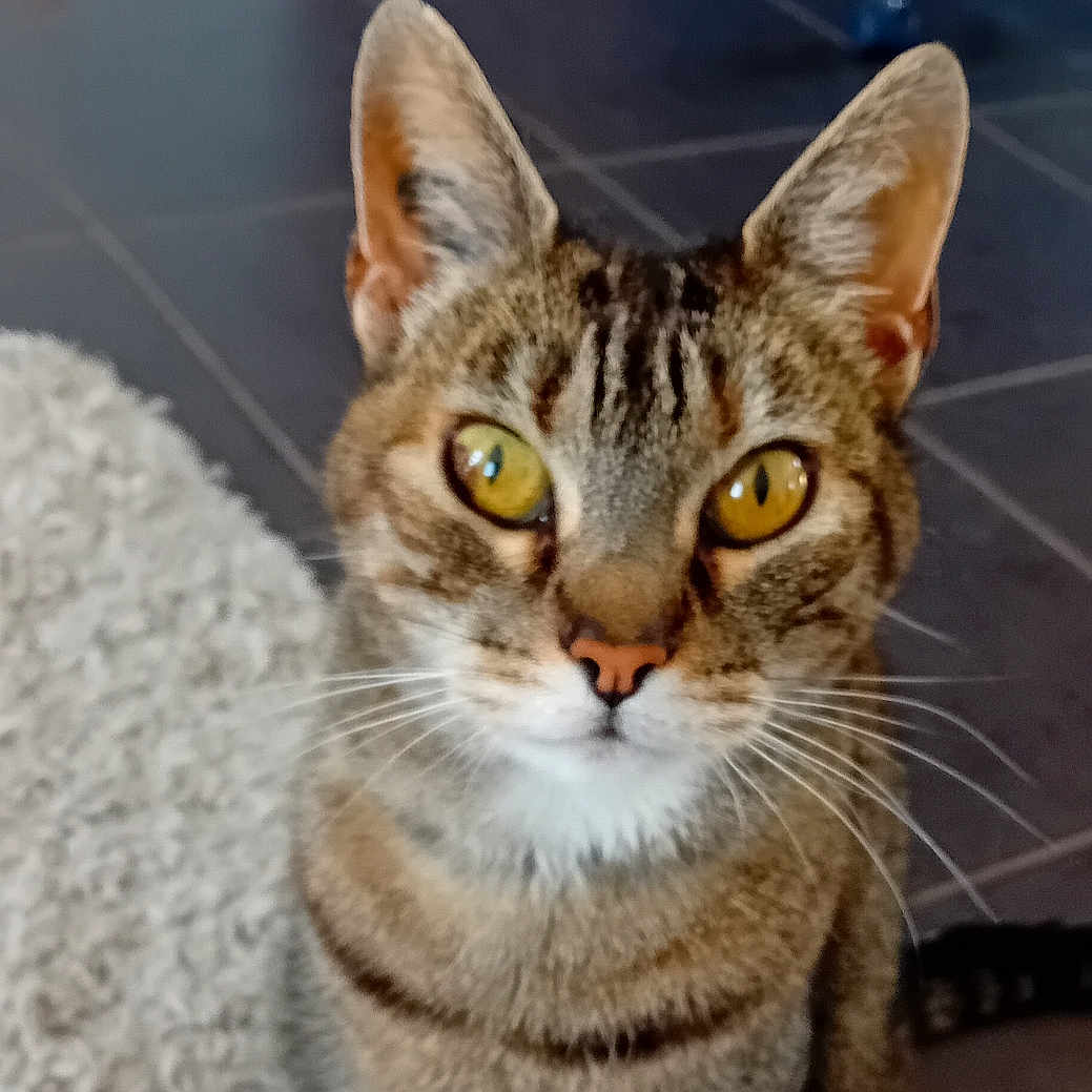 Chloé participe au concours pour gagner de l'argent avec cette photo : abyssinian, animal, cat, kitten, manx, pet