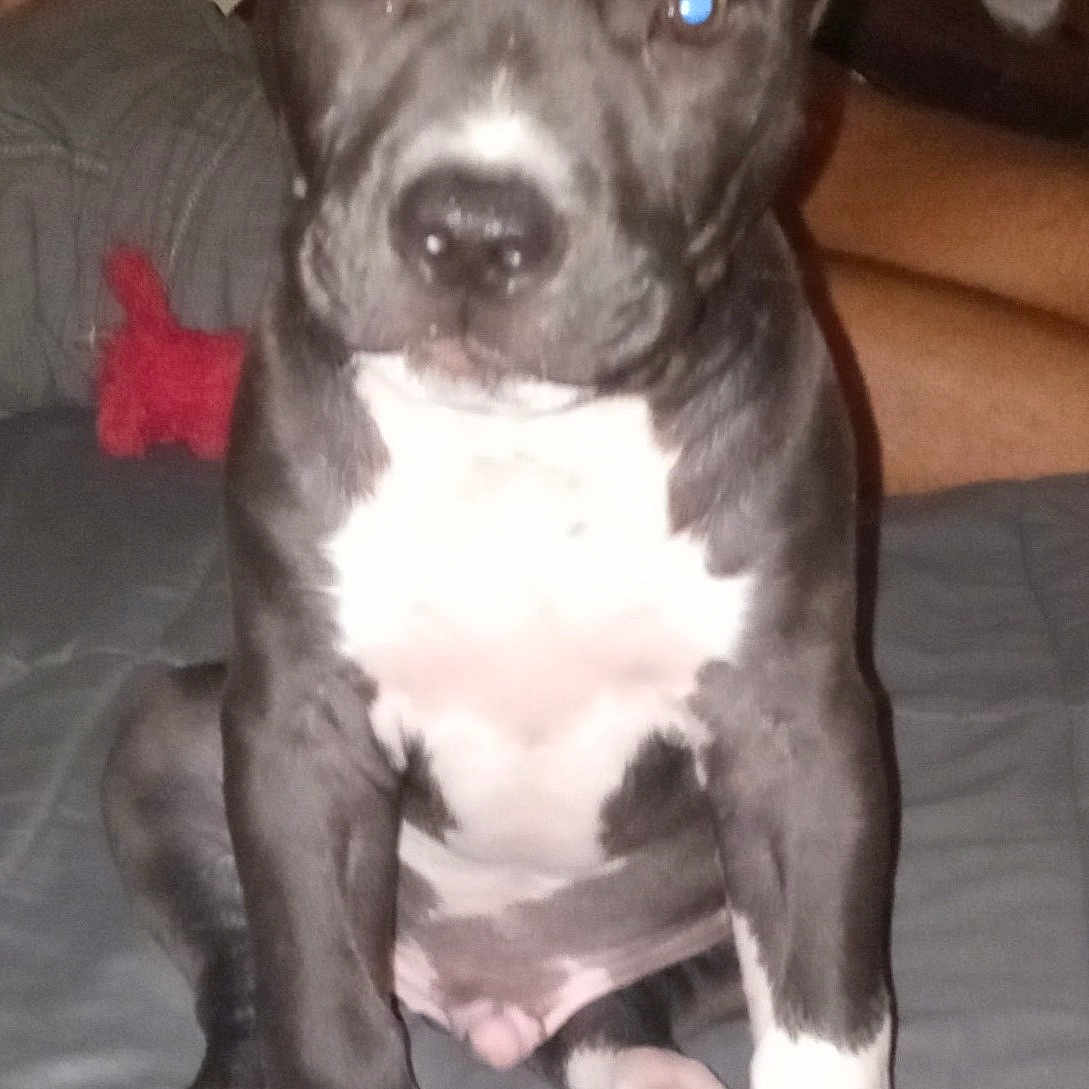 Archie is registered to the contest to win money with this photo: animal, bed, black_and_white, cute, dog, domestic_animal, ears, eyes, face, flash, front_view, fur, indoor, legs, nose, paw, pet, puppy, sitting, young