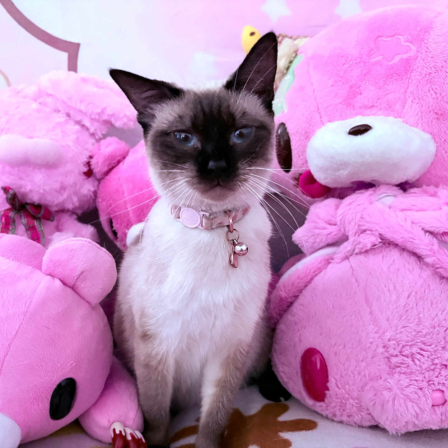 Guppie is registered to the contest to win money with this photo: accessories, animal, blanket, cat, doll, kitten, manx, pet, plush, purple, siamese, teddybear, toy