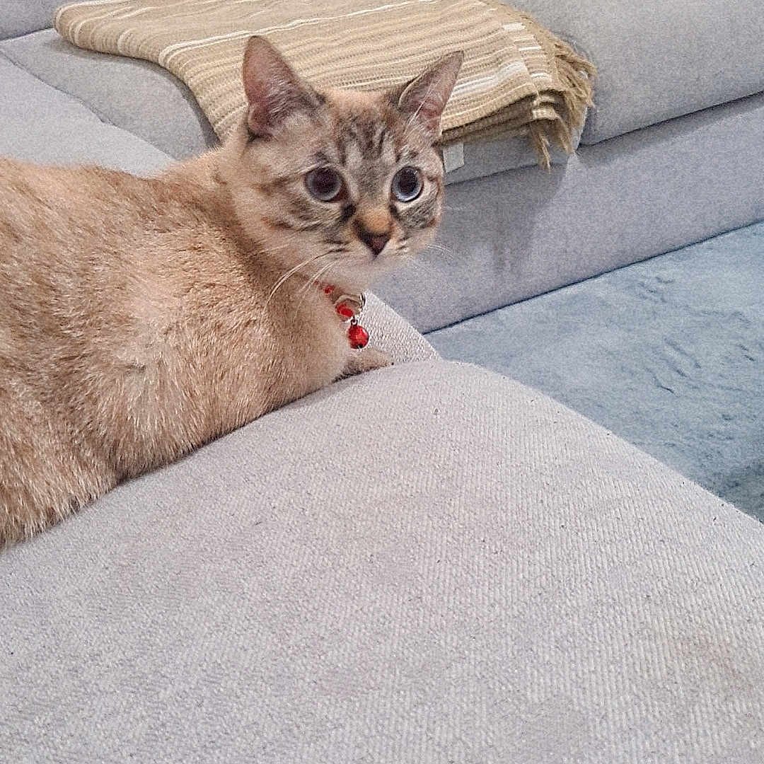 Boncuk participe au concours pour gagner de l'argent avec cette photo : abyssinian, animal, architecture, building, cat, chair, couch, cushion, furniture, homedecor, indoors, interiordesign, kitten, linen, livingroom, manx, pet, room, siamese, wood