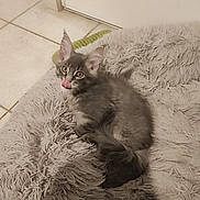 Azur a rejoint le concours — aidez-le/la à gagner de superbes lots ! kitten, cat, gray_fur, tongue_out, curious, shaggy_rug, indoor, pet, feline, floor_tiles, door, young_cat, cute, small, fluffy, whiskers, ears, paws, resting, home