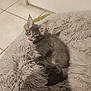 kitten, cat, gray_fur, tongue_out, curious, shaggy_rug, indoor, pet, feline, floor_tiles, door, young_cat, cute, small, fluffy, whiskers, ears, paws, resting, home