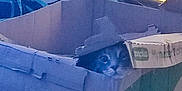 Azur participe au concours pour gagner de l'argent avec cette photo : animal, cardboard_box, cat, cozy, curious, cute, domestic, face, feline, hat, head, indoor, peeking, pet, playful, resting, simple_background, small, soft_light, wearing