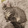 Azur a rejoint le concours — aidez-le/la à gagner de superbes lots ! kitten, cat, sleeping, fluffy, gray, tabby, fur, pet, animal, resting, cozy, rug, indoor, cute, whiskers, tail, soft, relaxed, young, feline