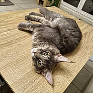 Azur participe au concours pour gagner de l'argent avec cette photo : animal, cardboard_box, cat, curious, ears, eyes, floor, furniture, gray_cat, house, indoor, looking, pet, relaxing, scratching_post, tabby, table, tile_floor, whiskers, wooden_table