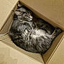 Azur participe au concours pour gagner de l'argent avec cette photo : alert, animal, box_love, cardboard_box, cat, cozy, curled_up, cute, domestic_cat, feline, fur, gray_cat, indoor, pet, relaxing, resting, soft_fur, tabby, whiskers, yellow_eyes