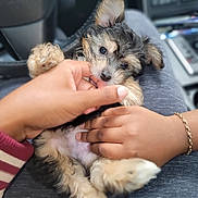 Cartier is registered to the contest to win money with this photo: affection, black, brown, cozy, cute, cute_animal, dog, fluffy, fur, hand, human_hand, indoor, lap, love, nibble, pet, puppy, relax, small, white