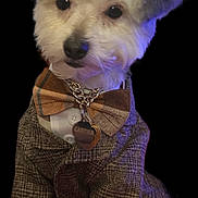 Cartier joined the competition — help win amazing prizes! accessory, adorable, animal, black_background, bow_tie, chain, close_up, collar, cute, dog, fashion, fluffy, indoor, pet, portrait, sitting, small_dog, tweed_jacket, well_dressed, white_fur