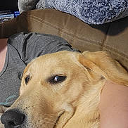 Calypso is registered to the contest to win money with this photo: dog, golden_retriever, pet, close_up, resting, couch, blanket, indoor, cozy, fur, animal, canine, relaxed, nose, whiskers, face, living_room, shelf, soft, comfort